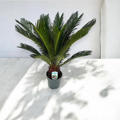 Cycas revoluta