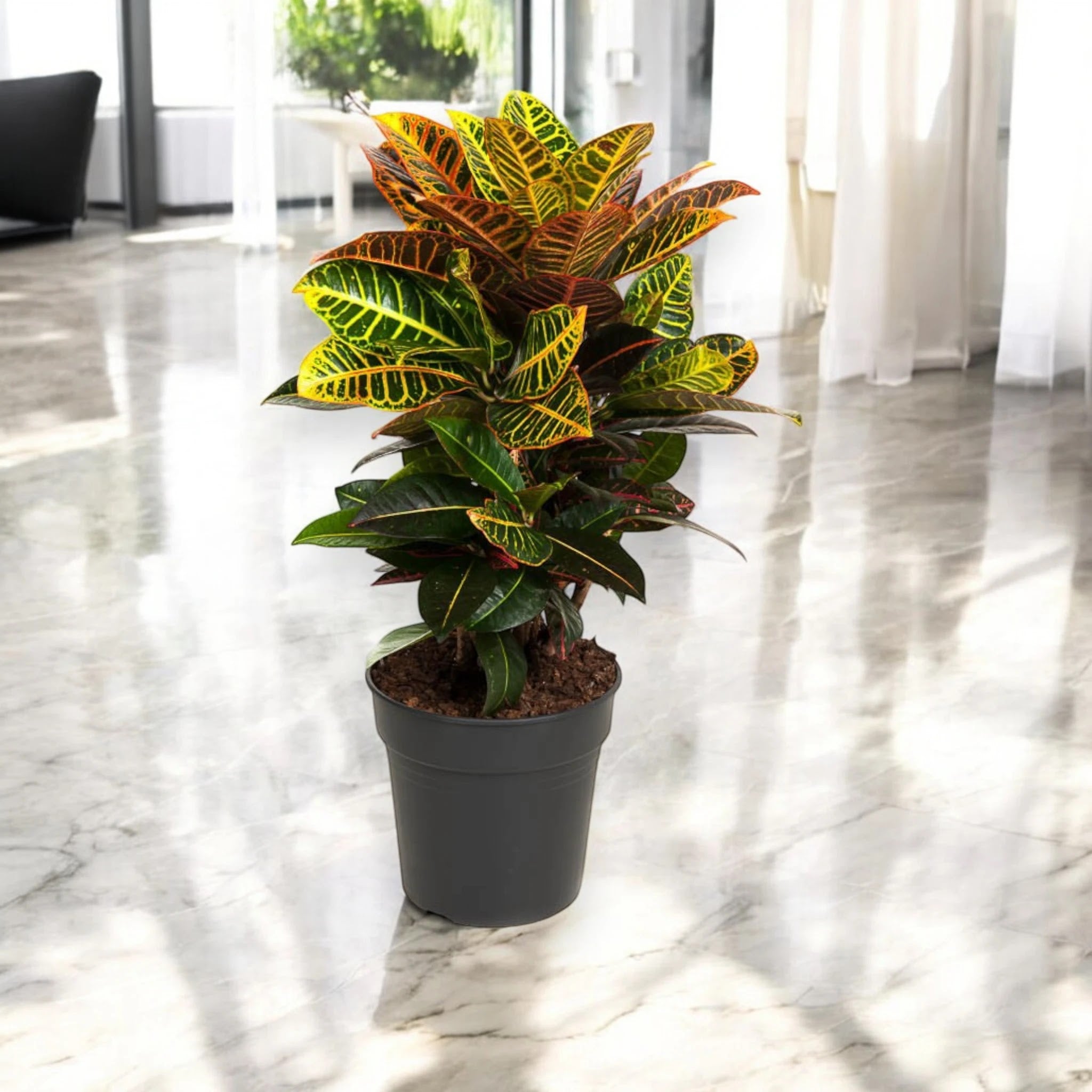 Codiaeum variegatum 'Petra'