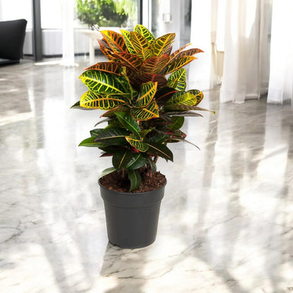 Codiaeum variegatum 'Petra'