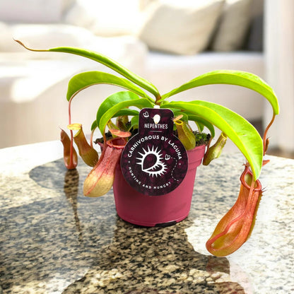 Nepenthes alata