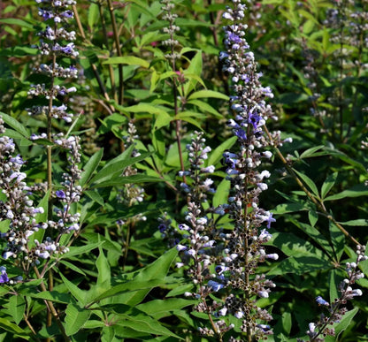 Vitex agnus-castus 'Galactic Pink'