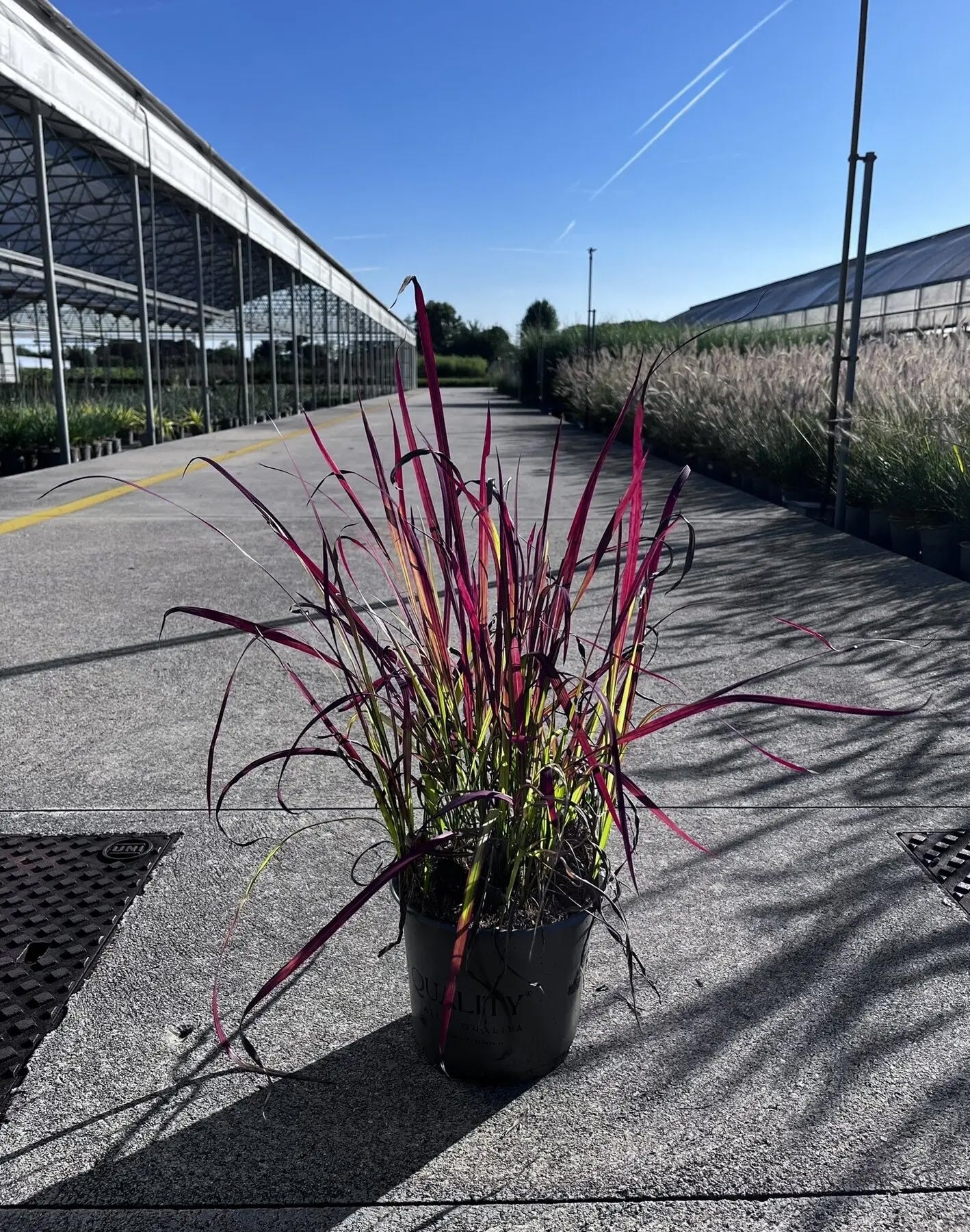 Dettaglio foglie rosse sottili di Imperata cylindrica Red Baron