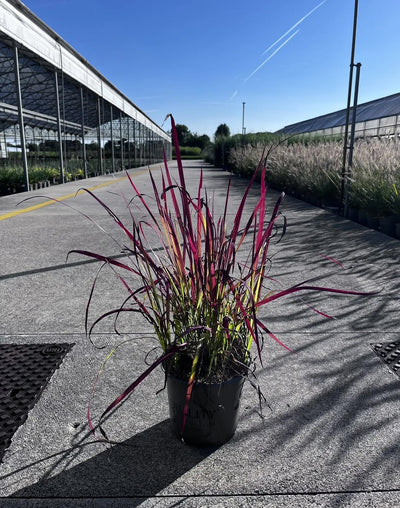 Dettaglio foglie rosse sottili di Imperata cylindrica Red Baron