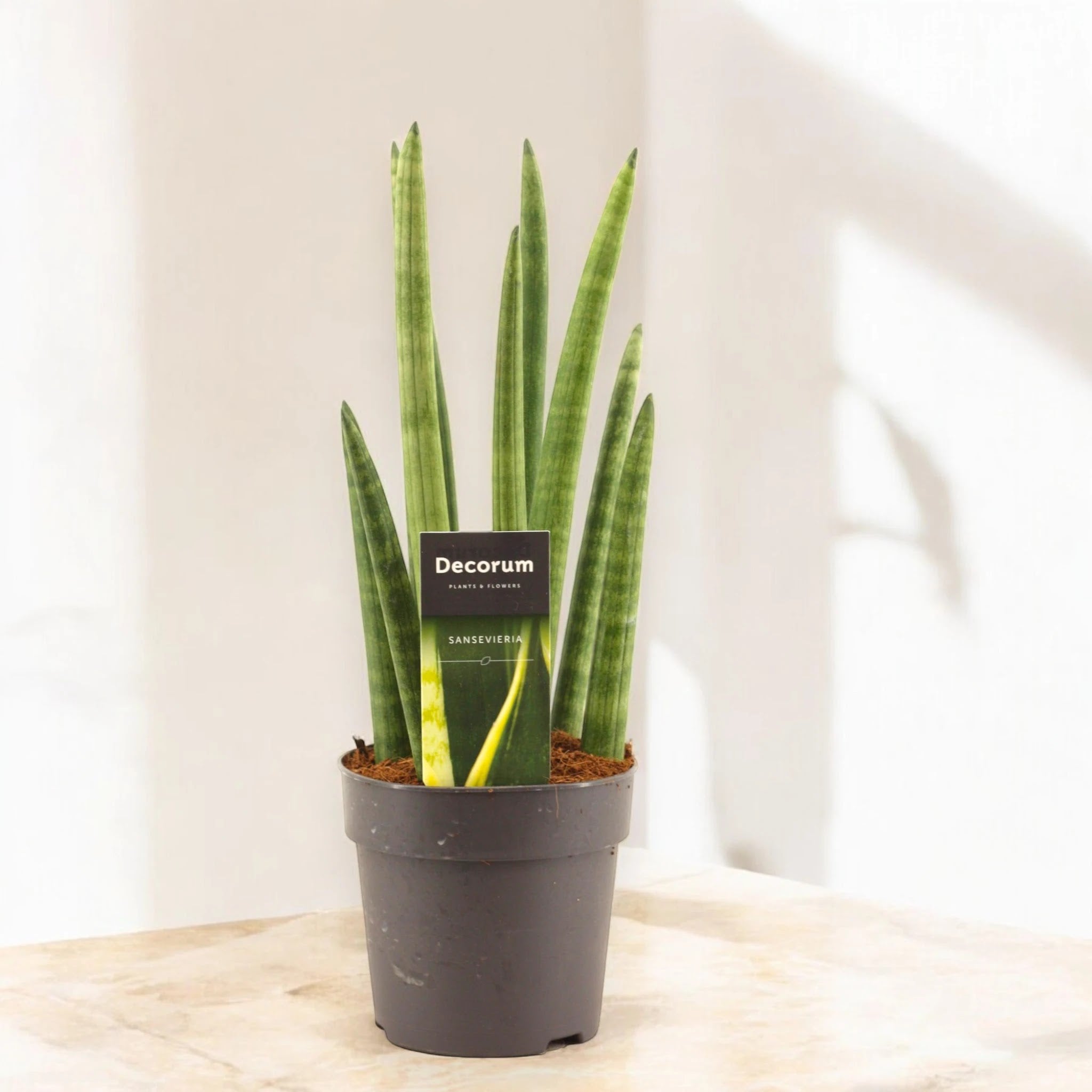 Sansevieria cylindrica 'Rocket'