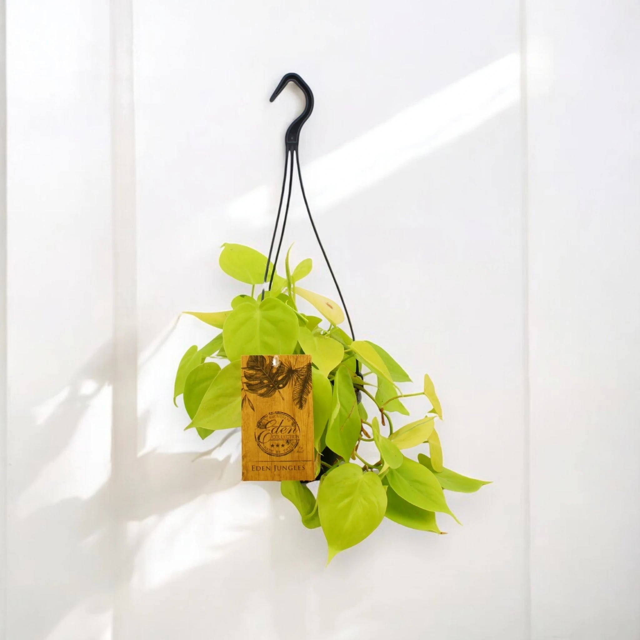 Philodendron 'Micans'