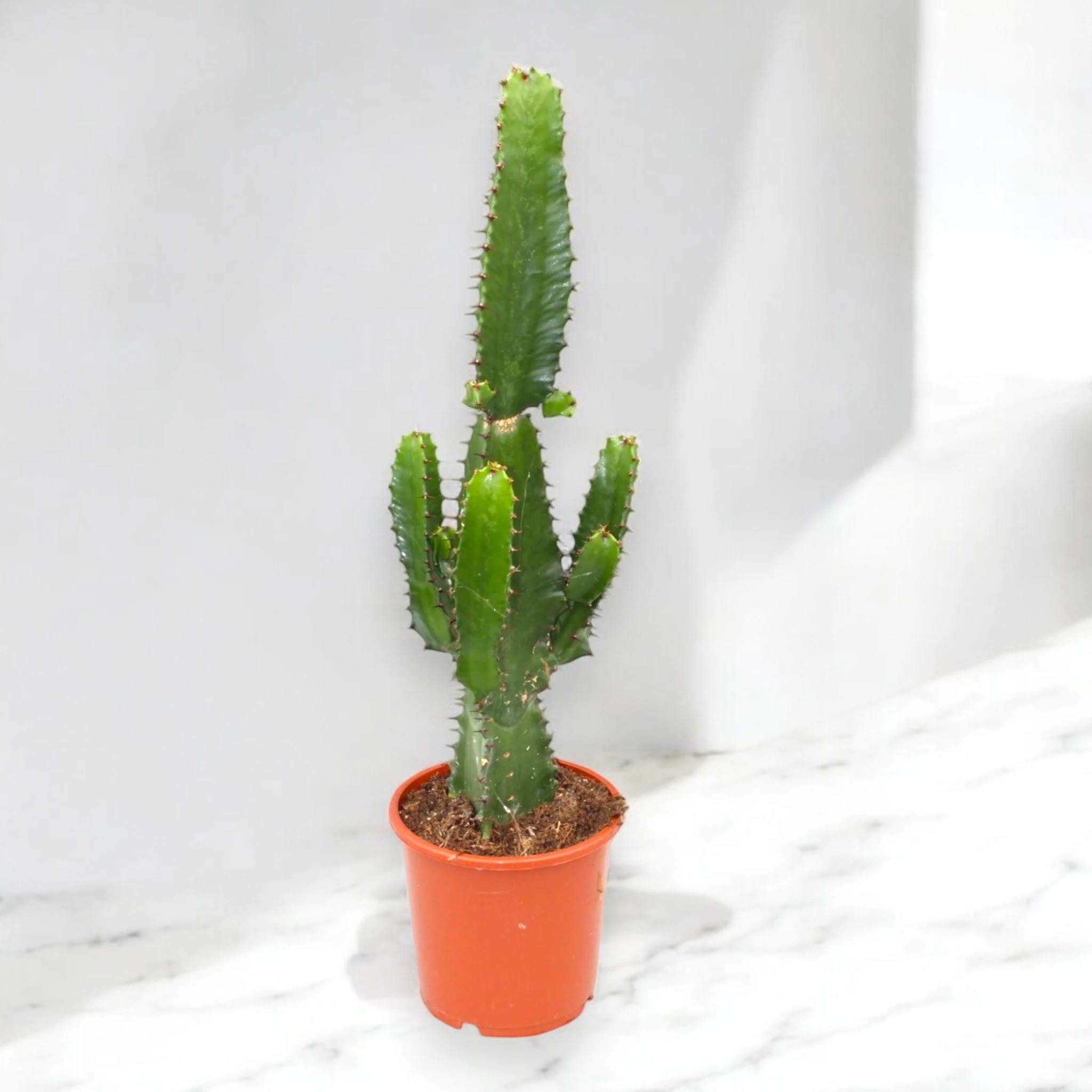 Euphorbia acrurensis