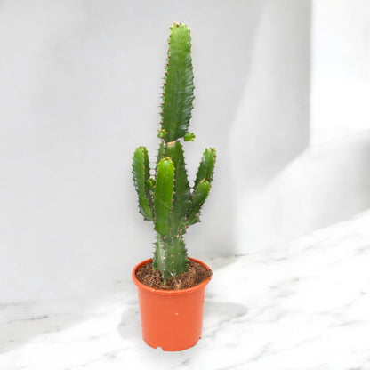 Euphorbia acrurensis