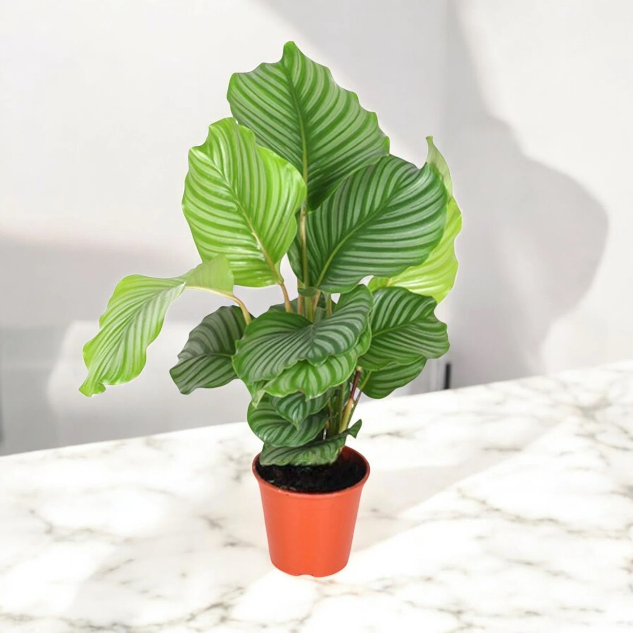 Calathea orbifolia