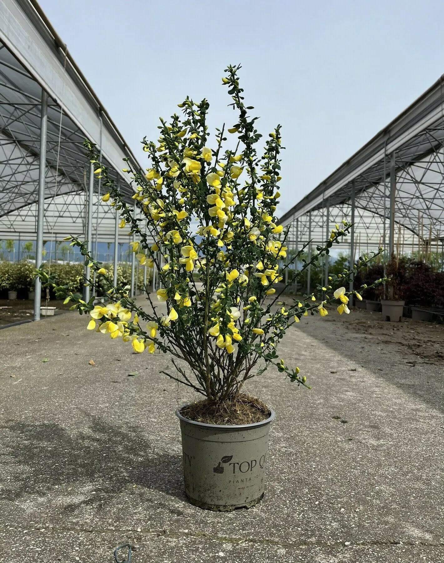 Cytisus scoparius