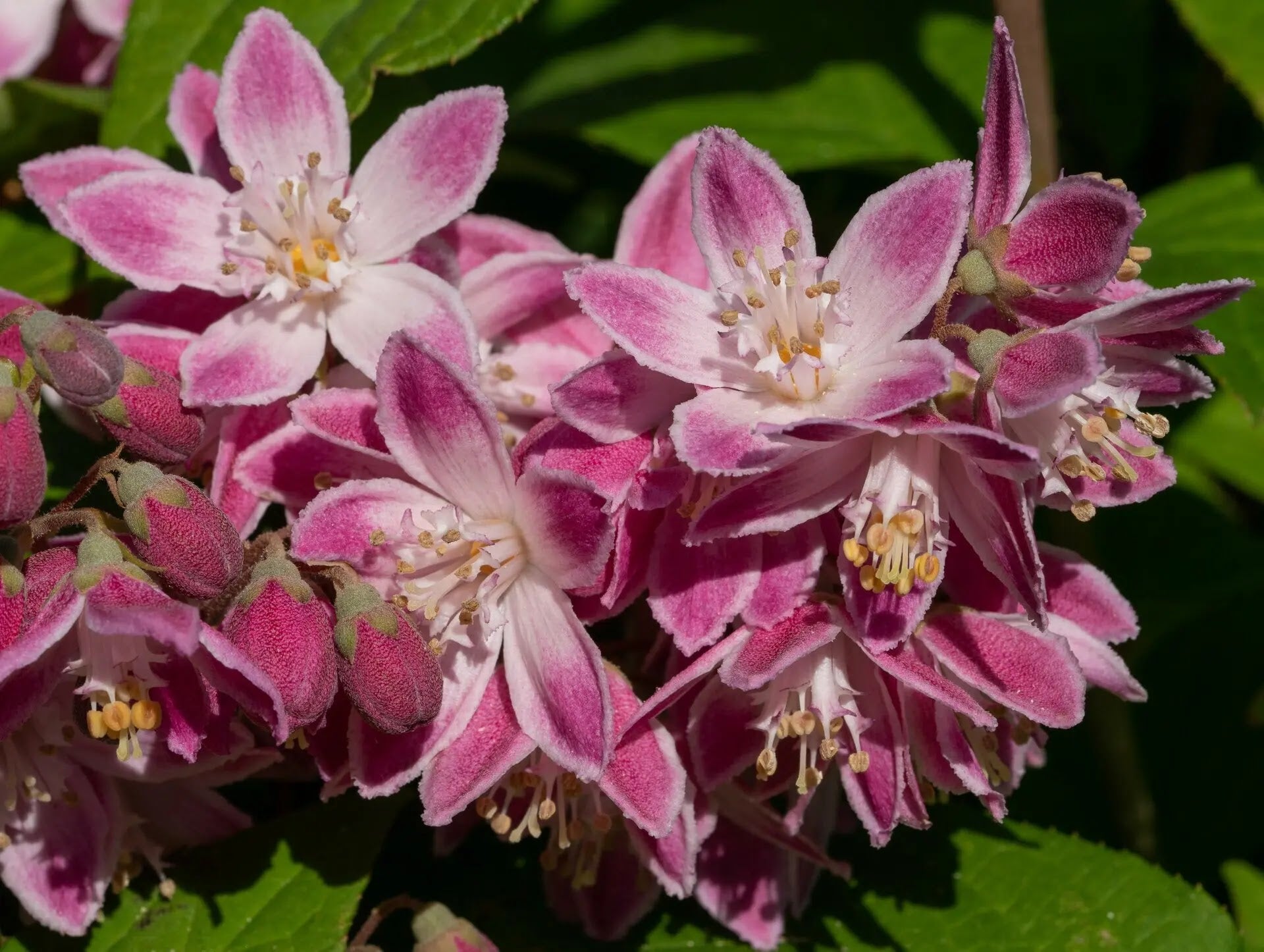 Deutzia × hybrida 'Strawberry Field'