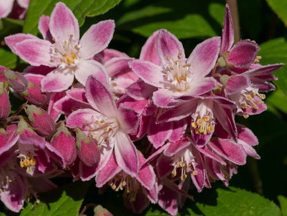 Deutzia × hybrida 'Strawberry Field'