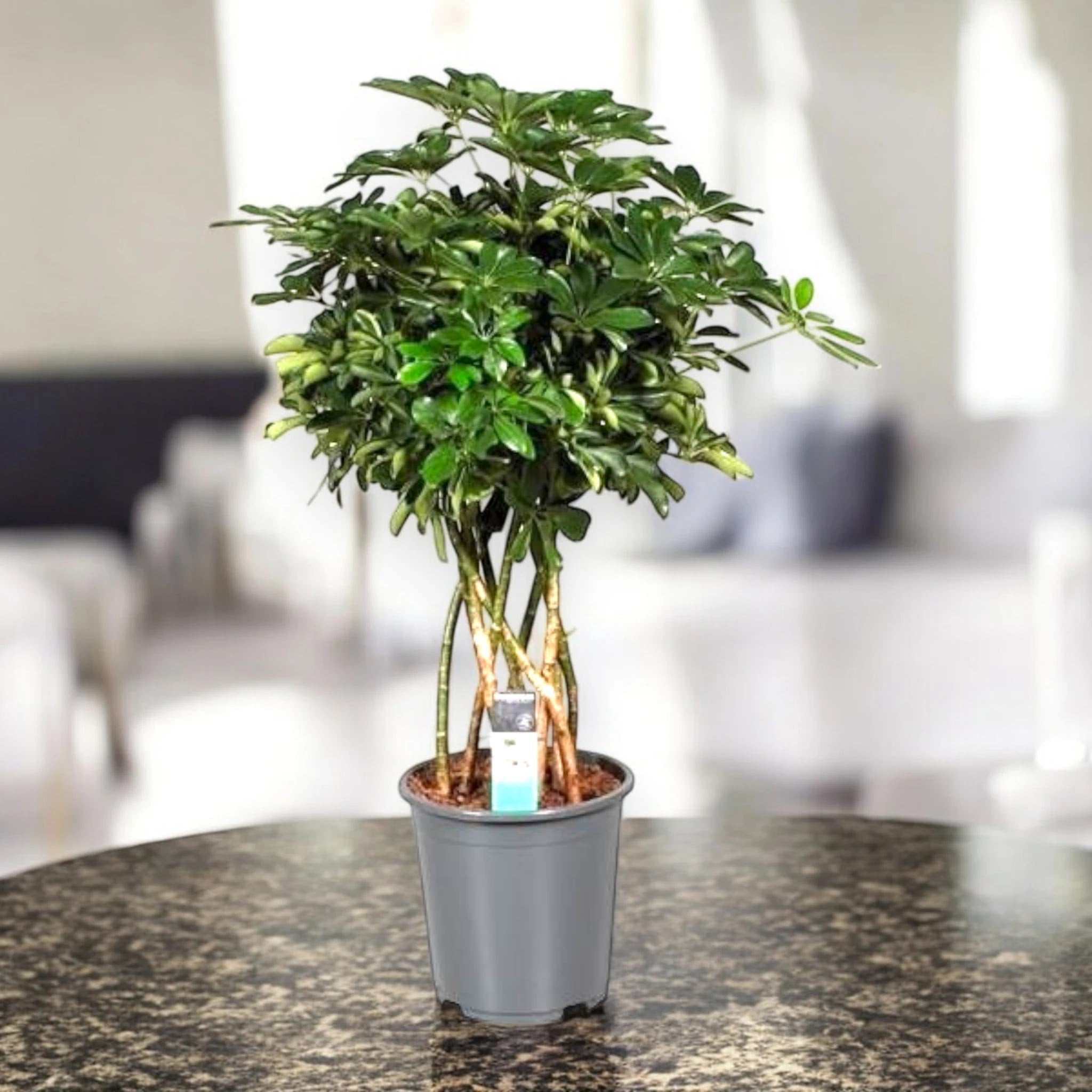 Dettaglio foglie palmate lucide di Schefflera Compacta, composte da foglioline ovali verde intenso