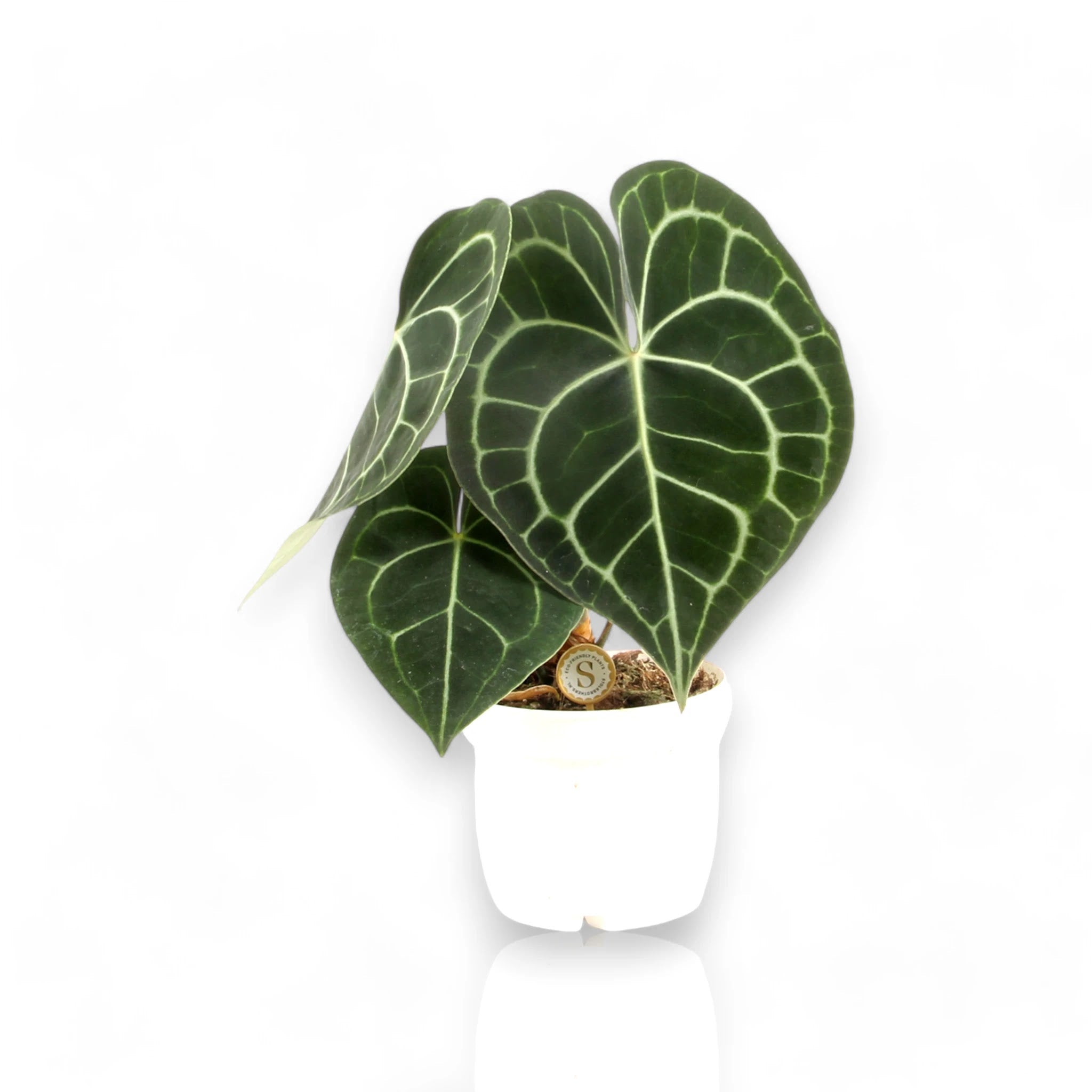 Anthurium clarinervium con foglie a cuore verde scuro e nervature bianche in vaso decorativo