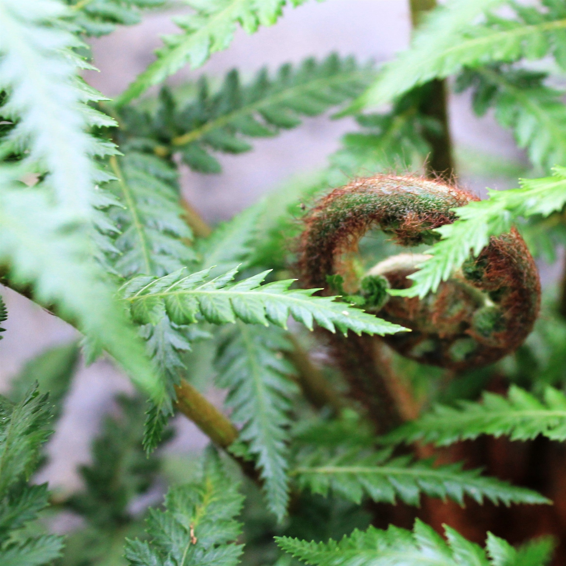 Dicksonia antarctica