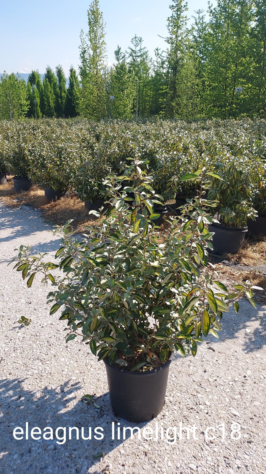 Nandina domestica 'Lemon-Lime'