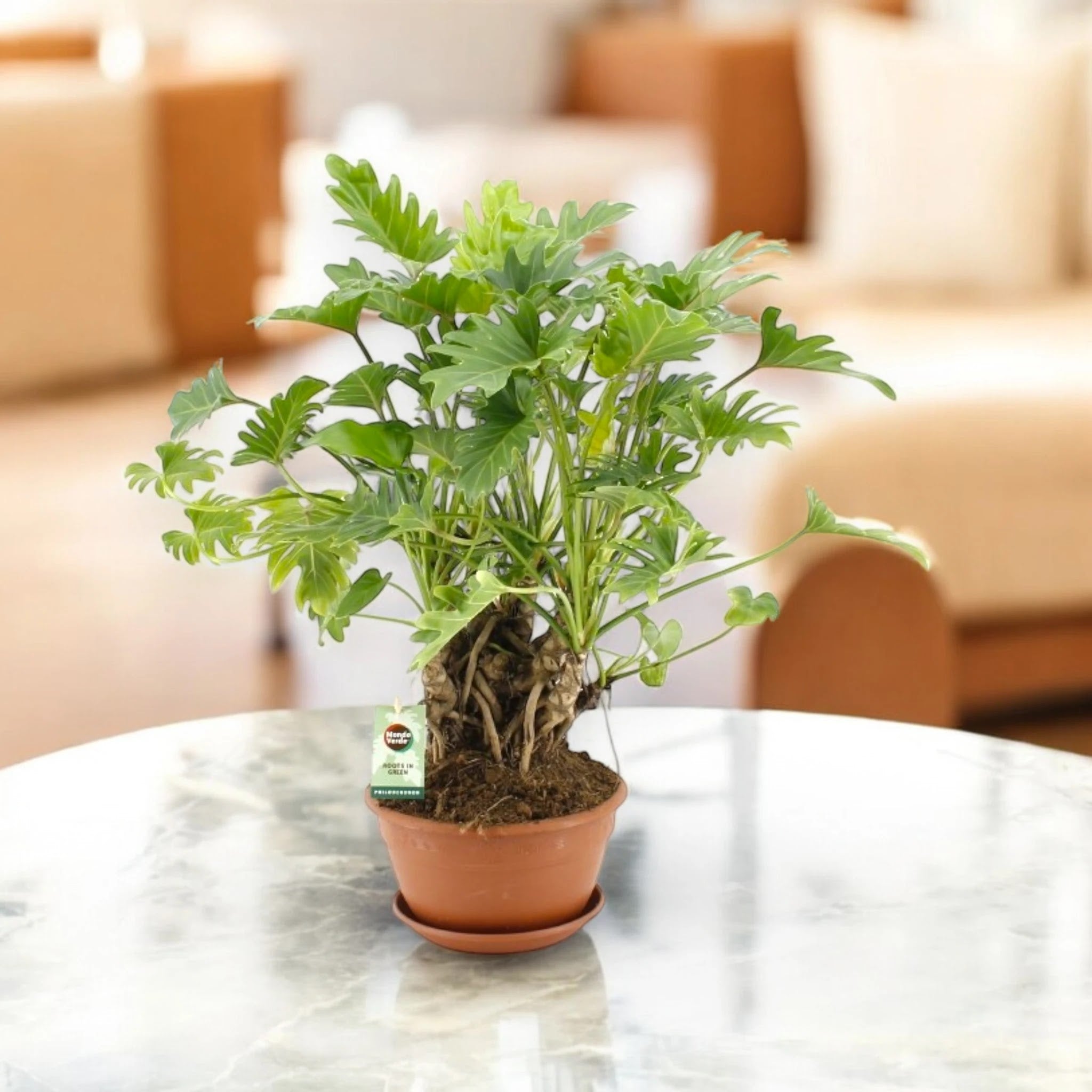 Philodendron 'Xanadu'
