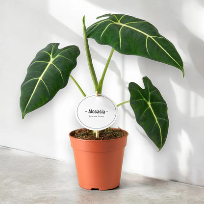 Alocasia 'Frydek'