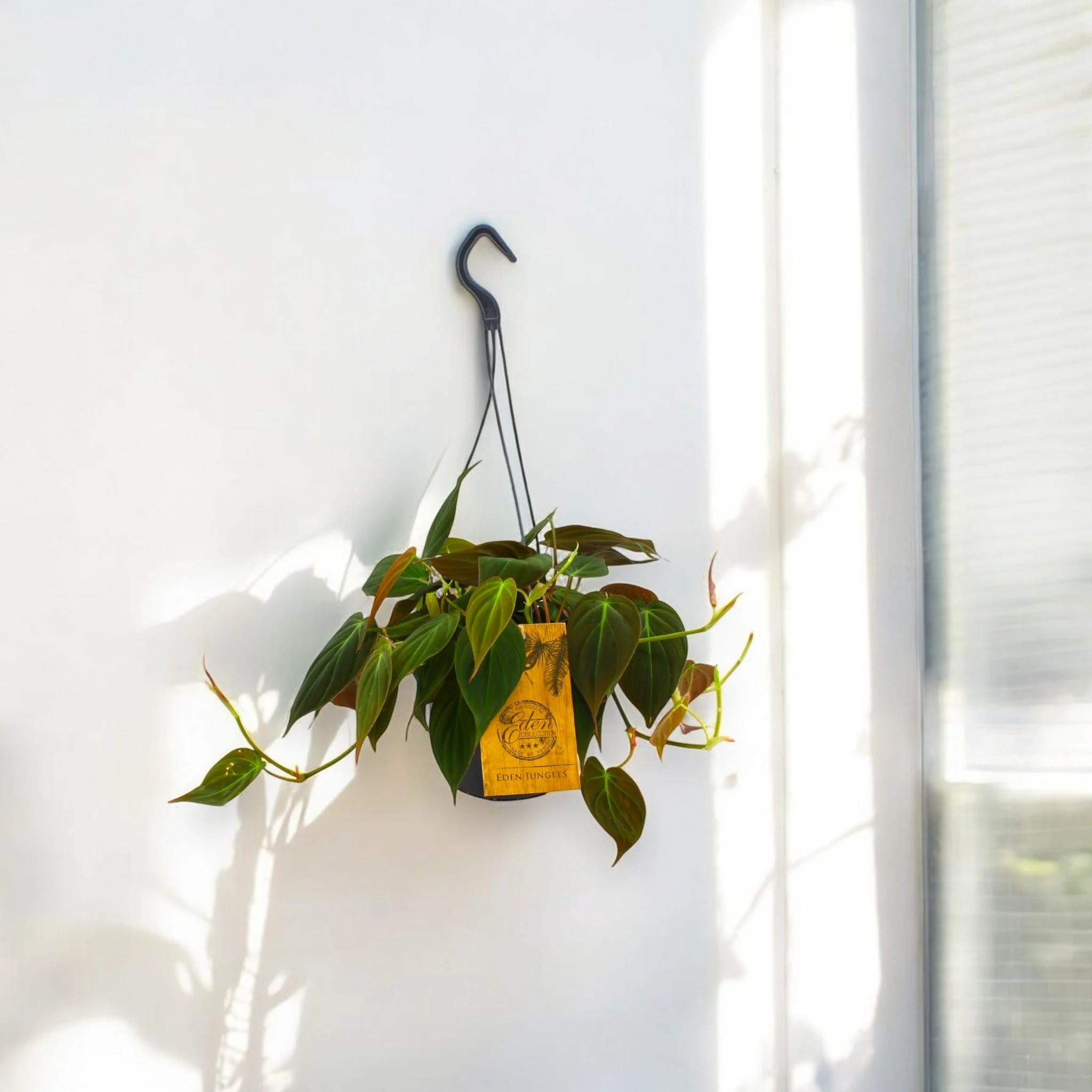 Philodendron 'Micans'