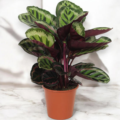 Calathea roseopicta 'Angela'