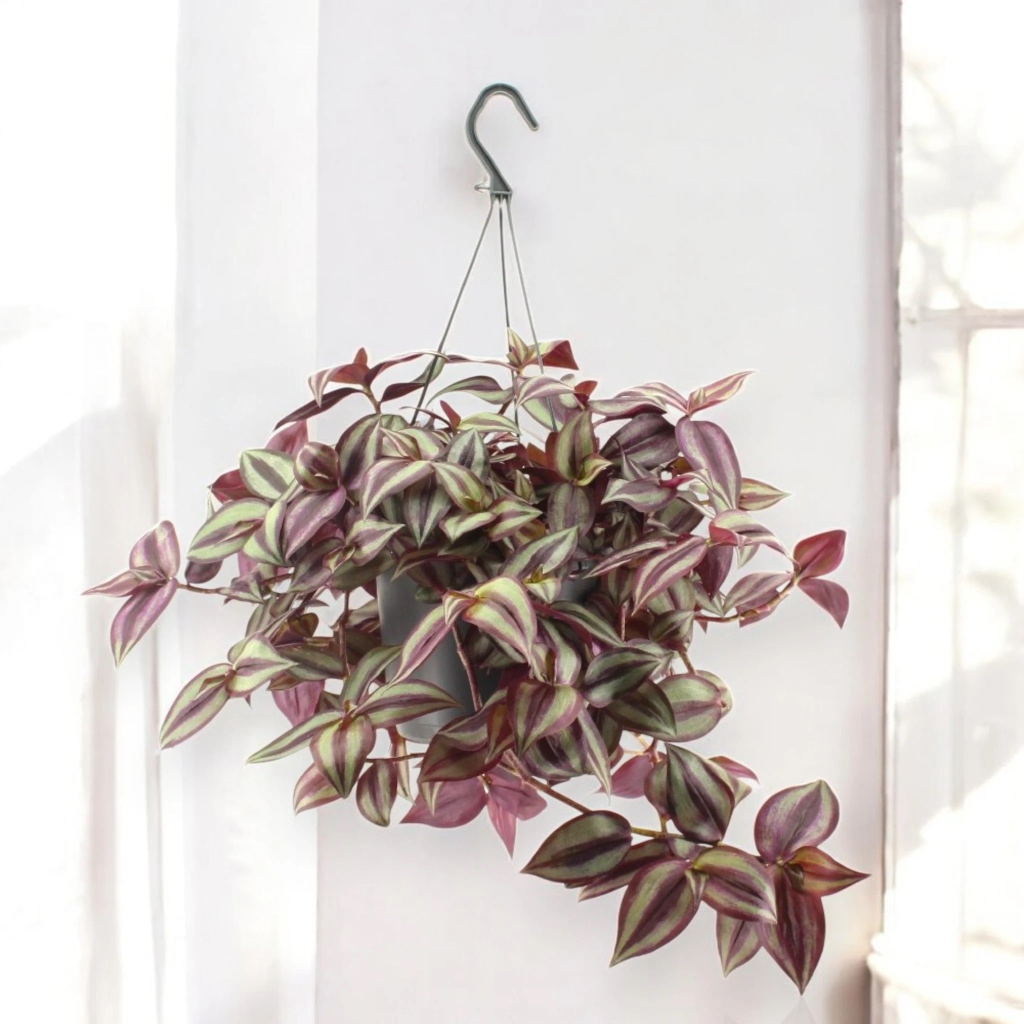 Tradescantia zebrina Violet