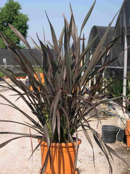 Phormium tenax