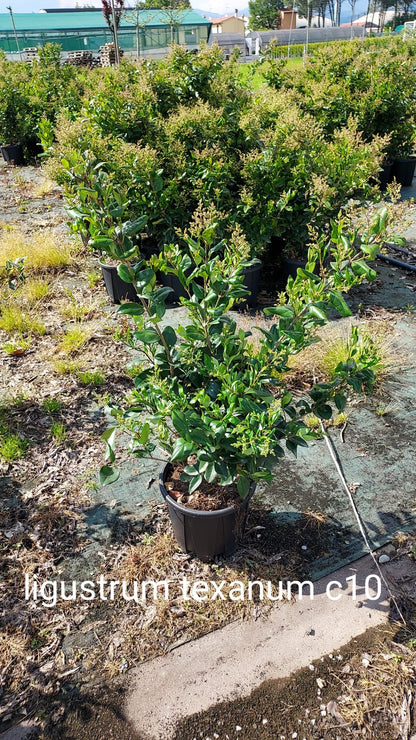 Ligustrum texanum arbusto sempreverde dal portamento eretto compatto con foglie lucide verde scuro