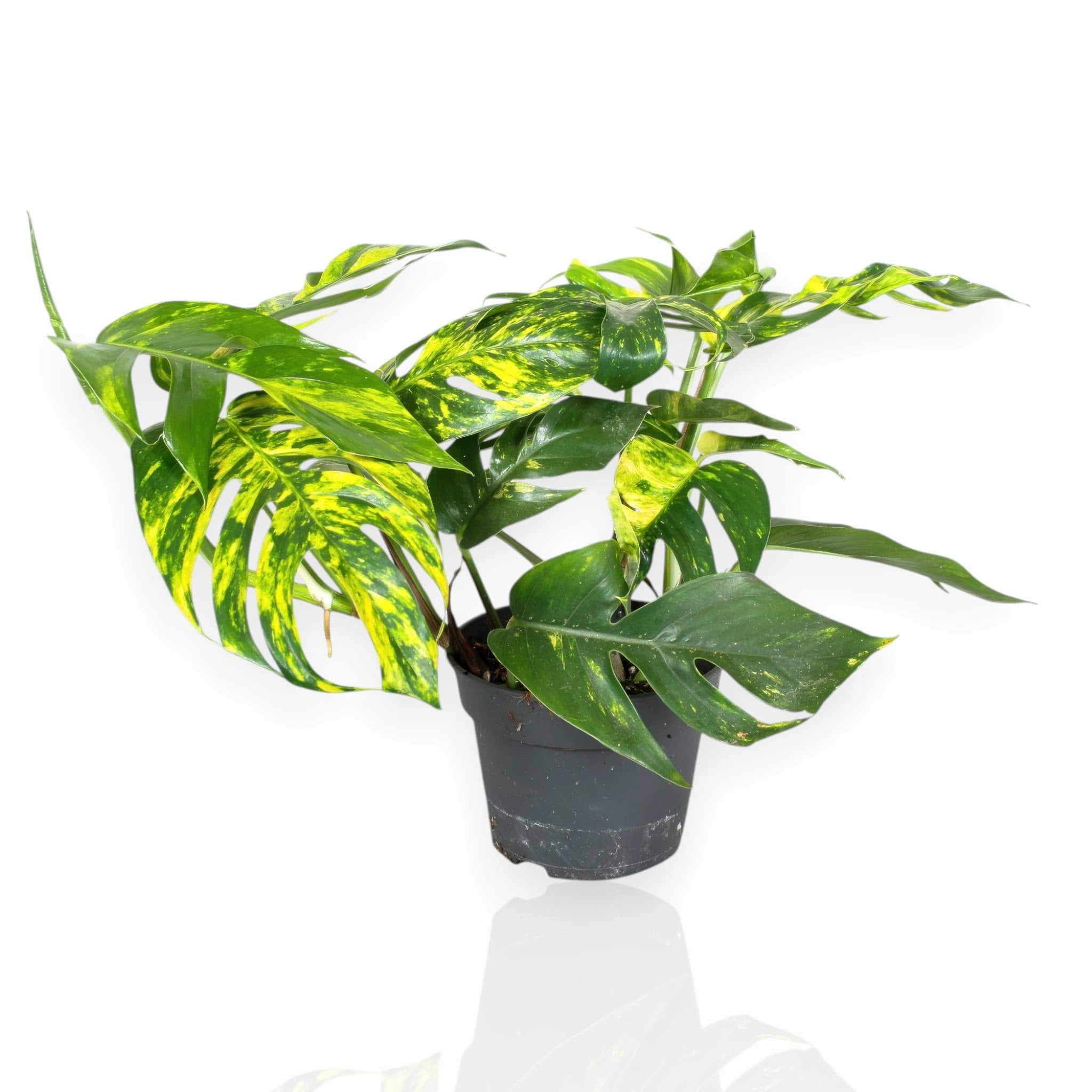 Epipremnum pinnatum Cintho goldfinger con foglie verdi e dorate in vaso da interno