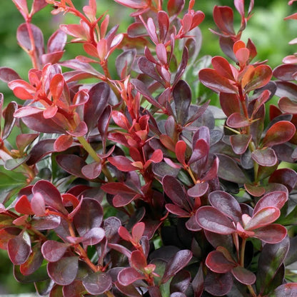 Berberis thunbergii Atropurpurea arbusto compatto con fogliame rosso porpora in giardino