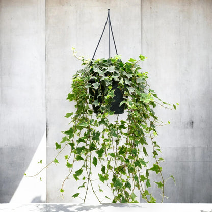 Edera - Hedera helix 'Eva'