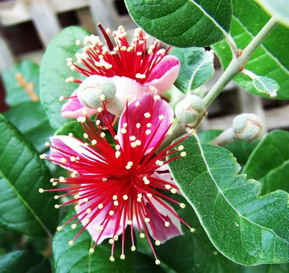 Feijoa sellowiana