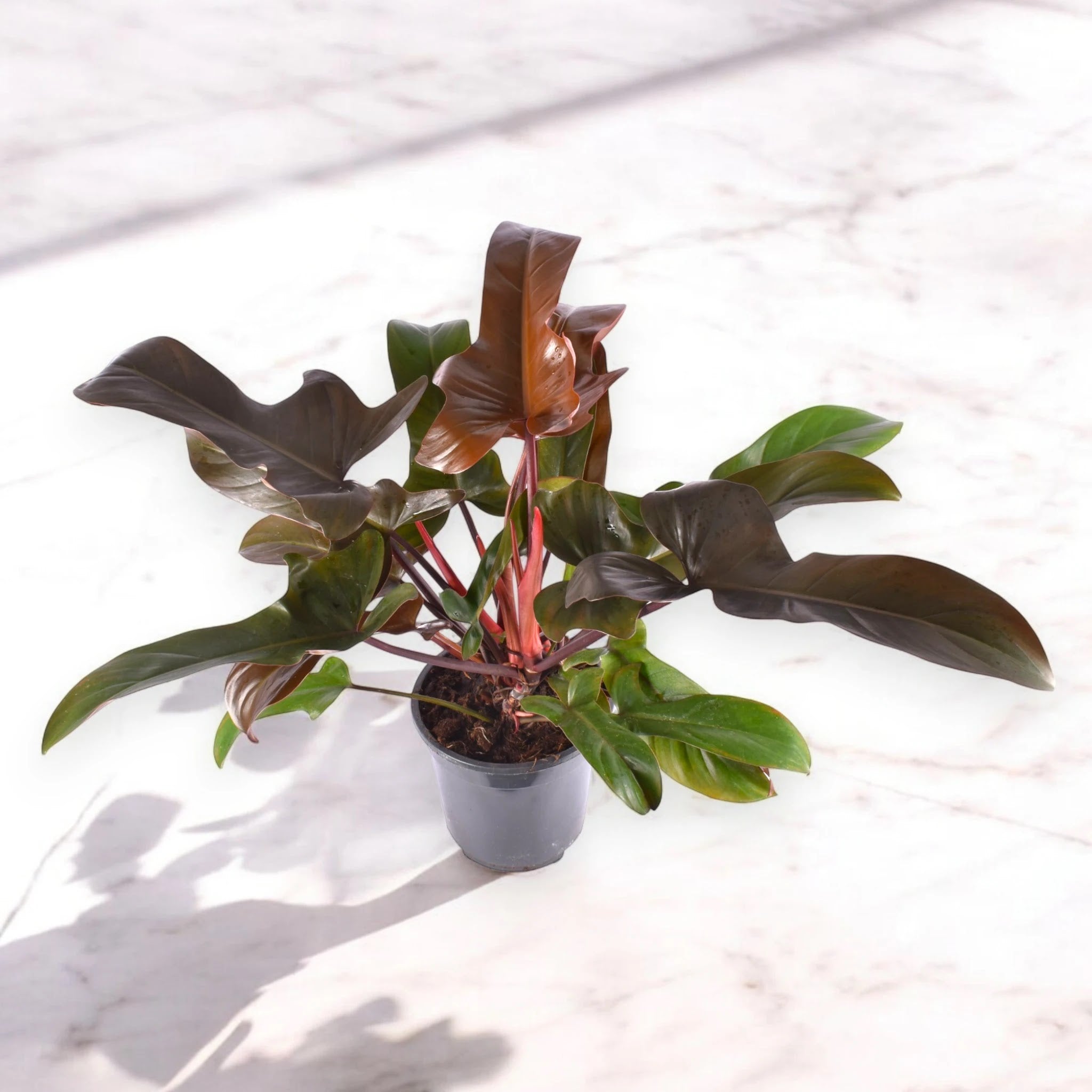 Philodendron 'Florida Bronze'