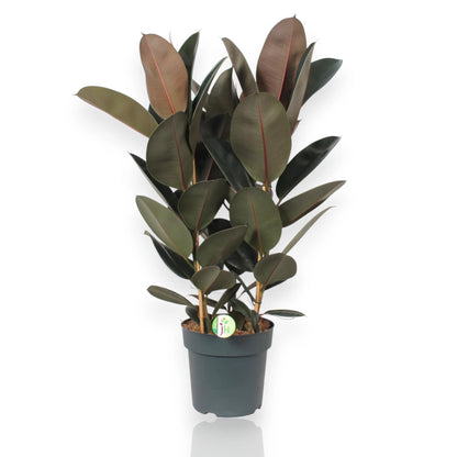 Ficus elastica Abidjan con foglie lucide bordeaux in vaso da interno, pianta adulta scenografica
