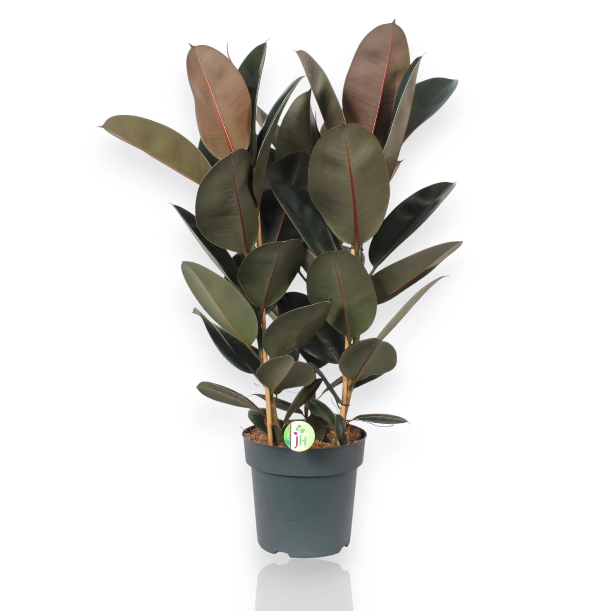 Ficus elastica Abidjan con foglie lucide bordeaux in vaso da interno, pianta adulta scenografica