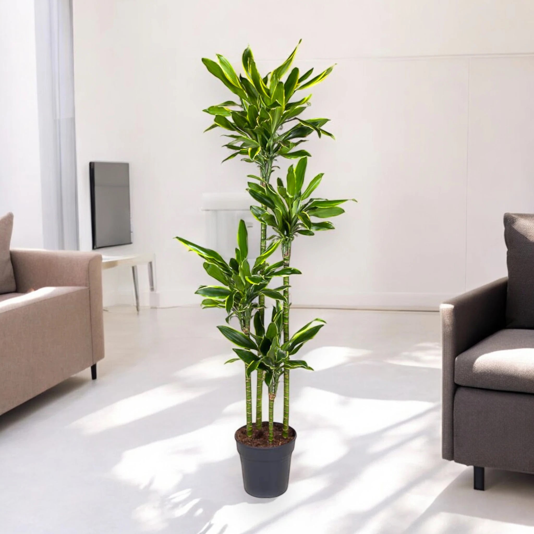 Dracaena fragrans 'Golden coast'
