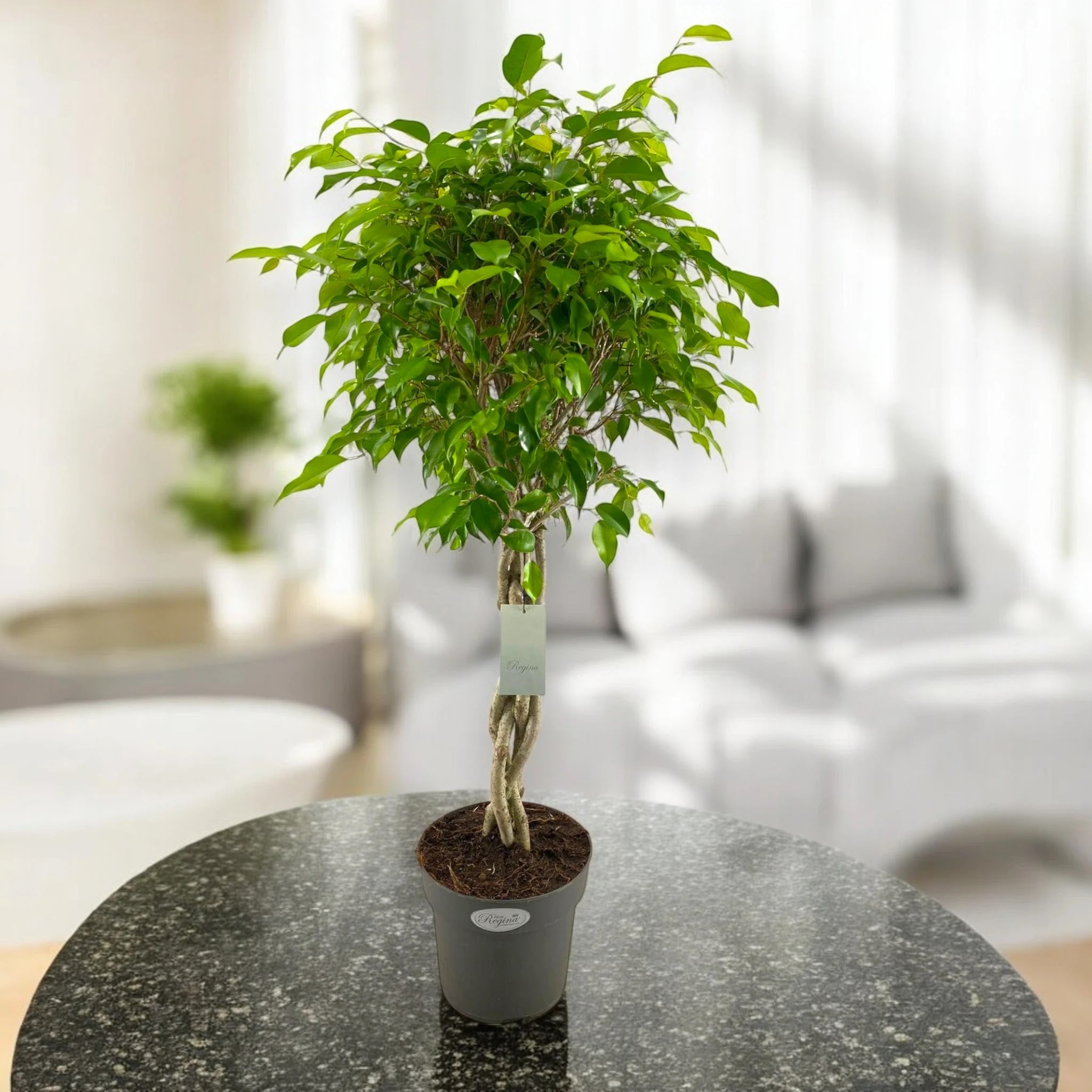 Ficus benjamina 'Exotica'