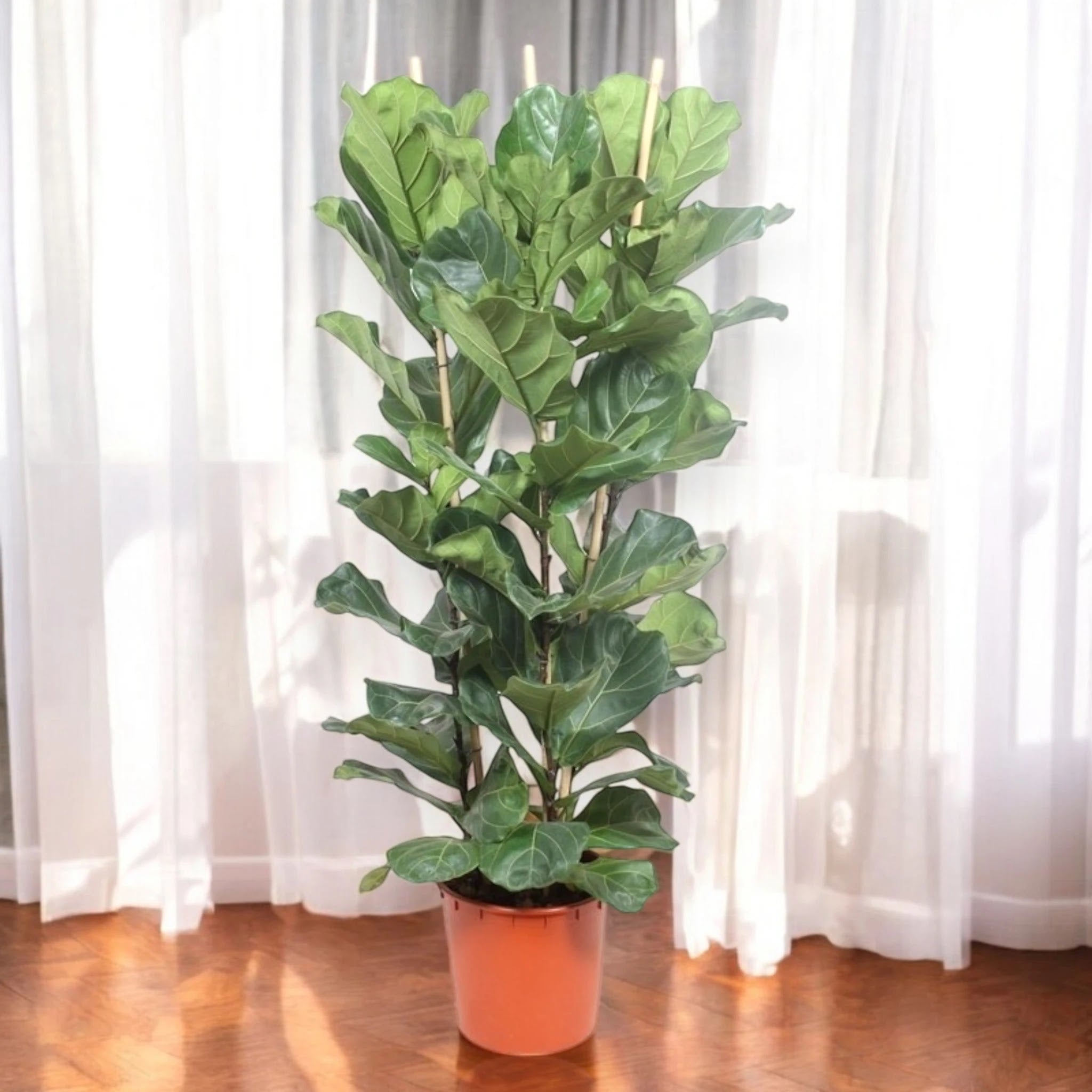 Ficus lyrata