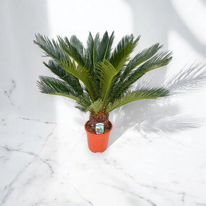 Cycas revoluta