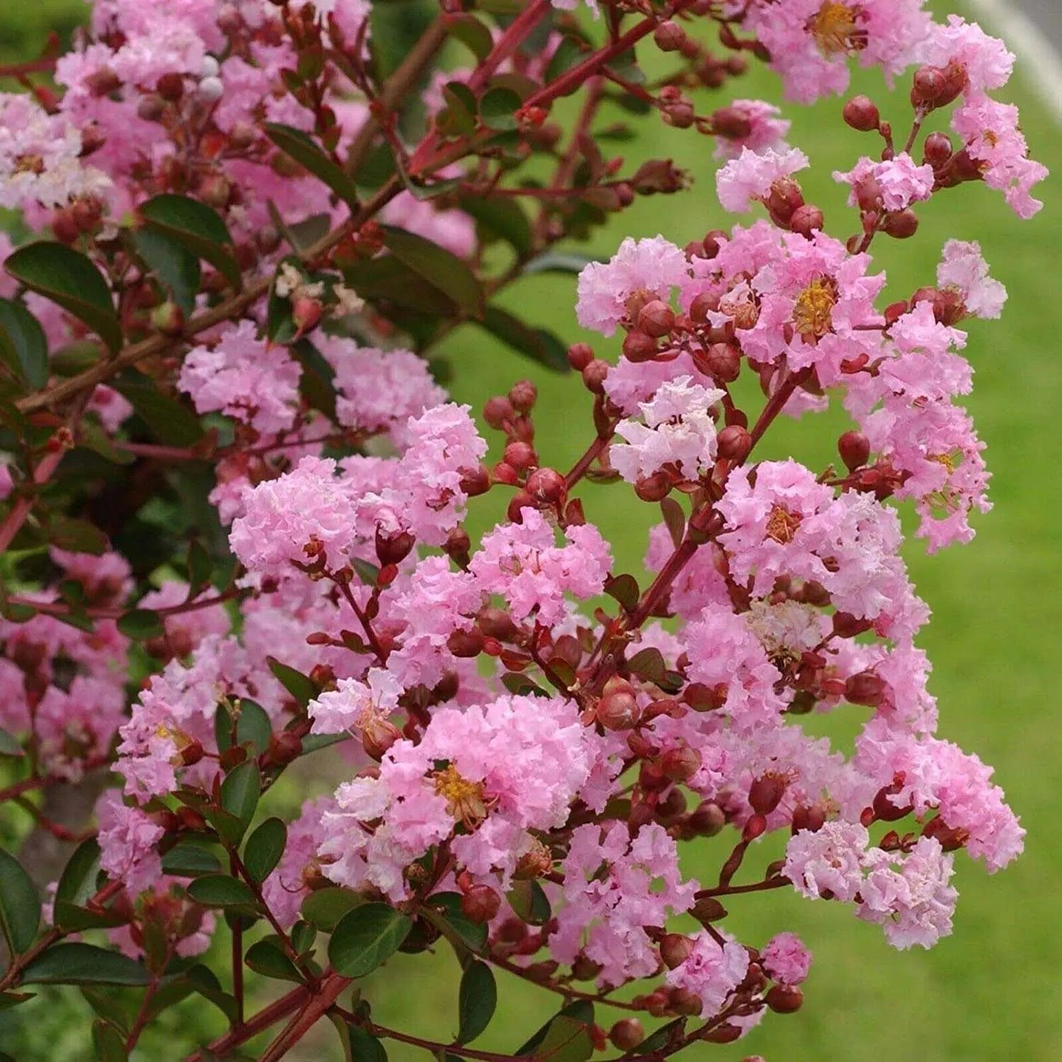 Lagerstroemia indica Rosea Nova in piena fioritura estiva con grappoli di fiori rosa e portamento piramidale