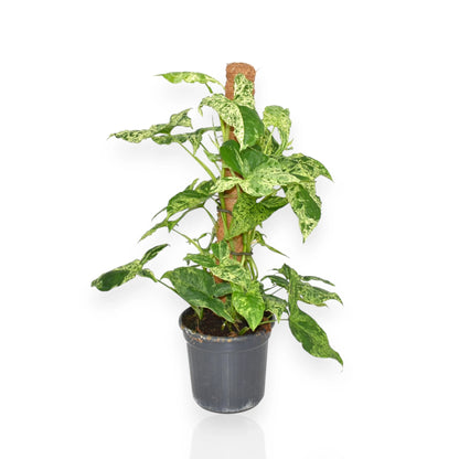 Syngonium 'Mottled'