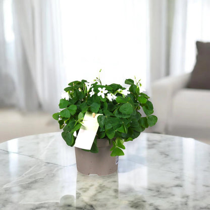 Oxalis triangularis