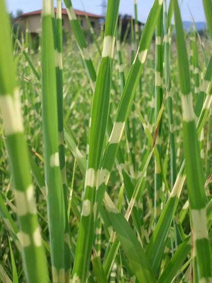 Miscanthus sinensis Zebrinus con foglie zebre verdi e crema in giardino moderno