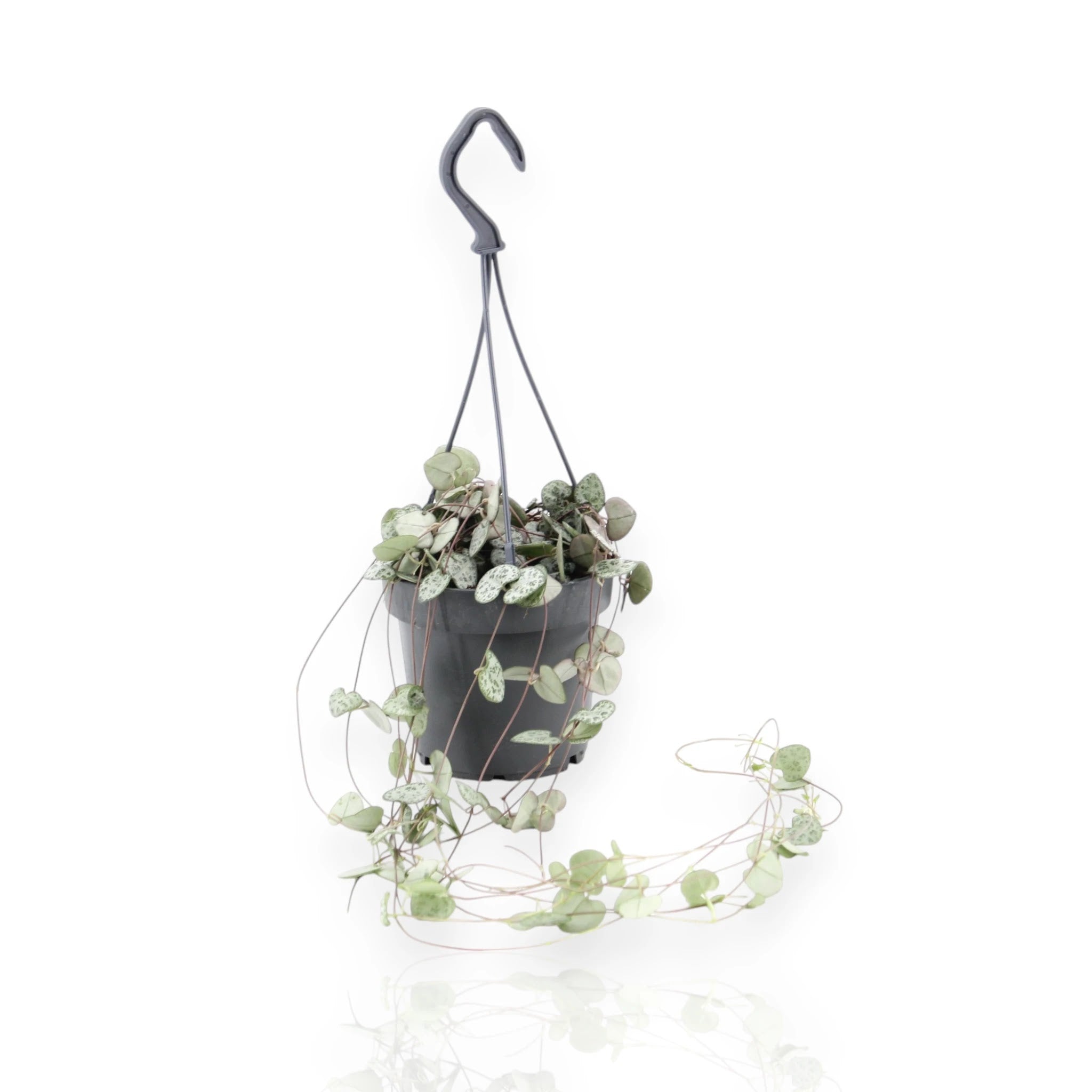 Ceropegia woodii