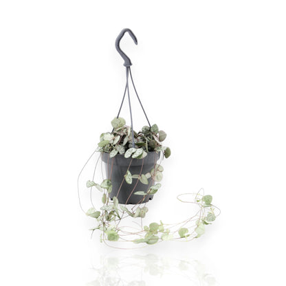 Ceropegia woodii