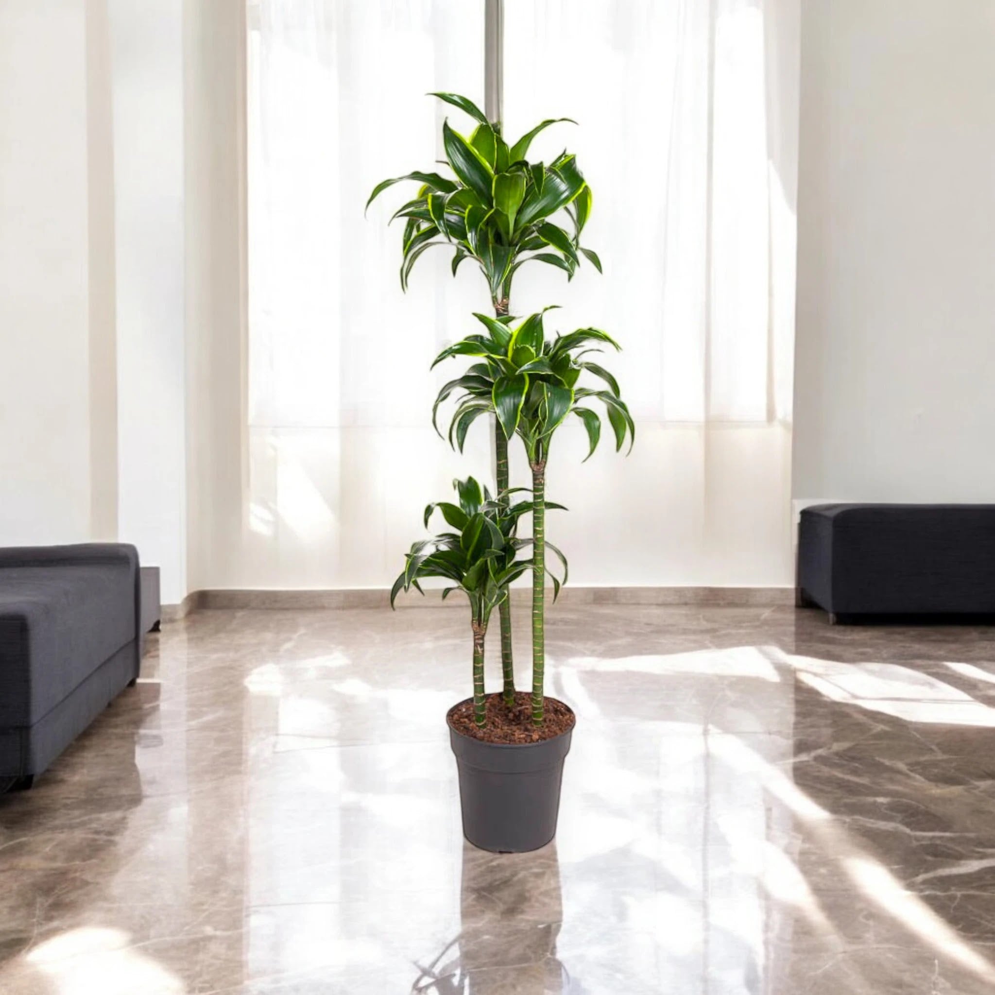 Dracaena fragrans 'Dorado'