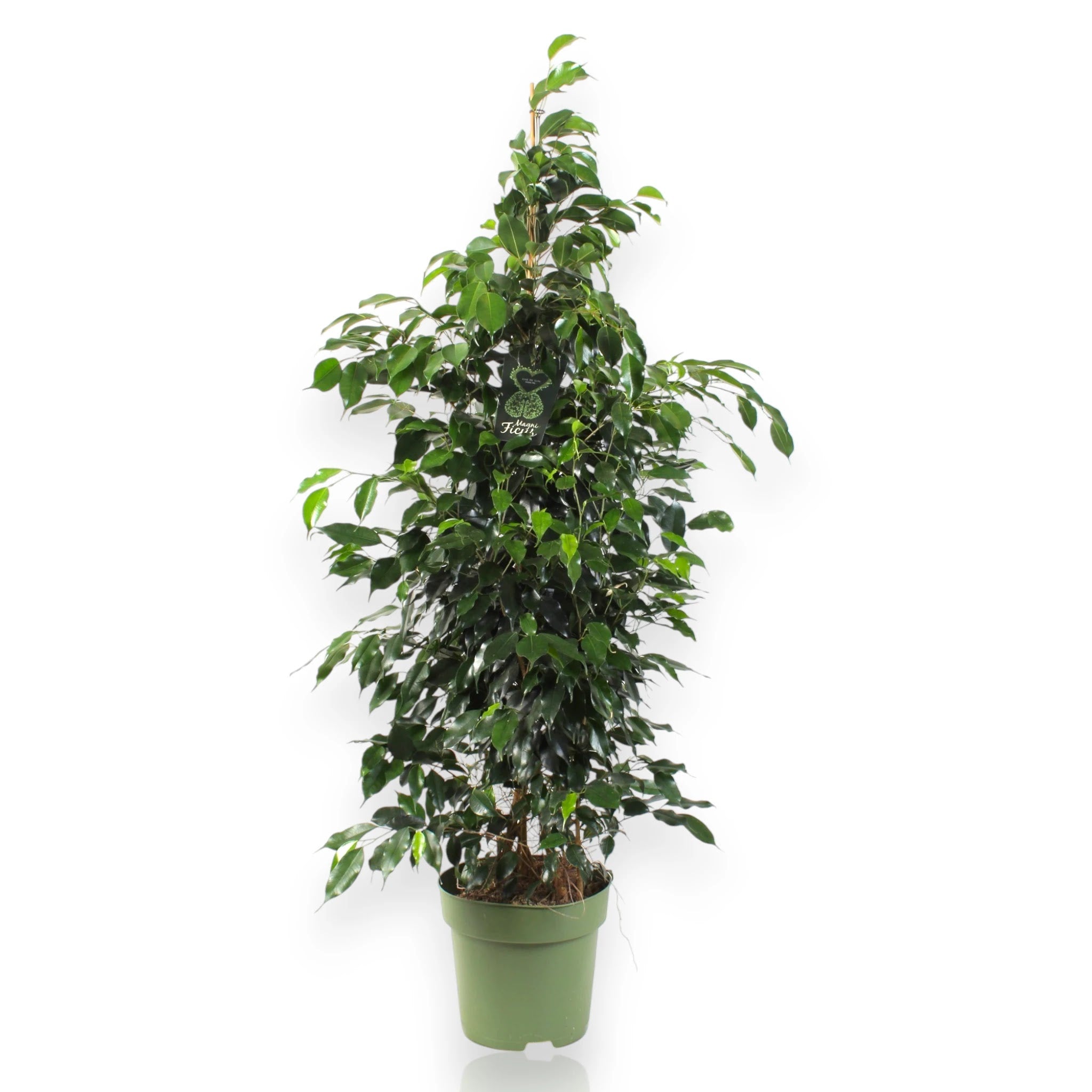 Ficus benjamina 'Danielle'