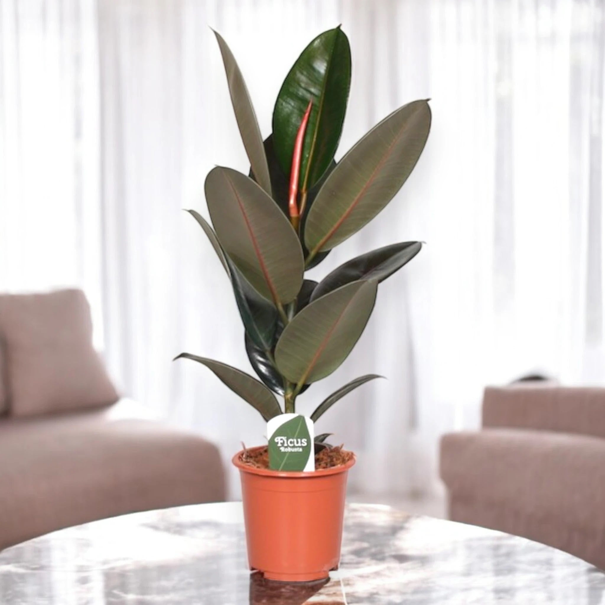Ficus elastica 'Abidjan'