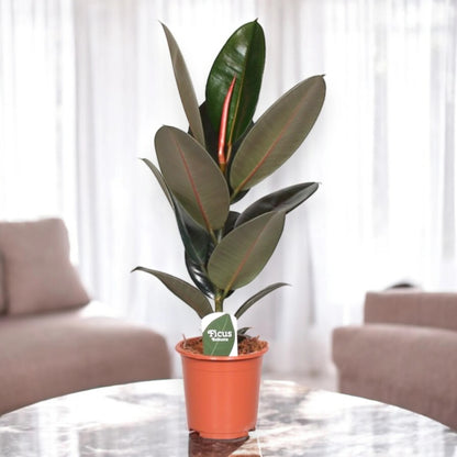 Ficus elastica 'Abidjan'