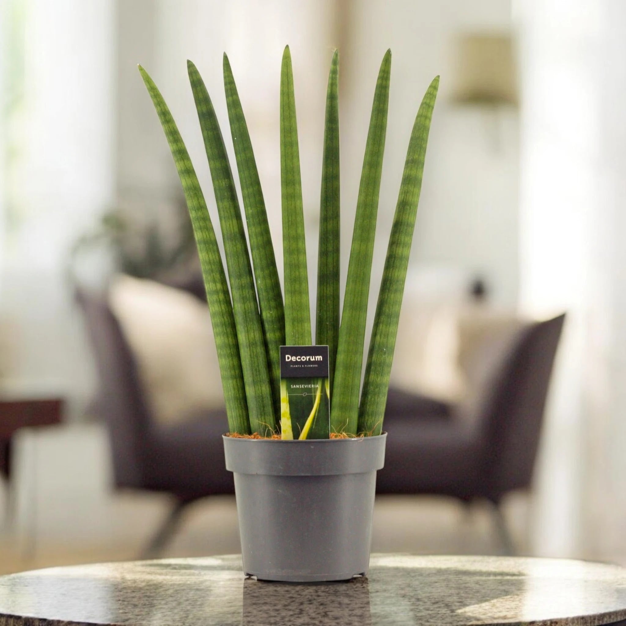 Sansevieria cylindrica 'Fan'
