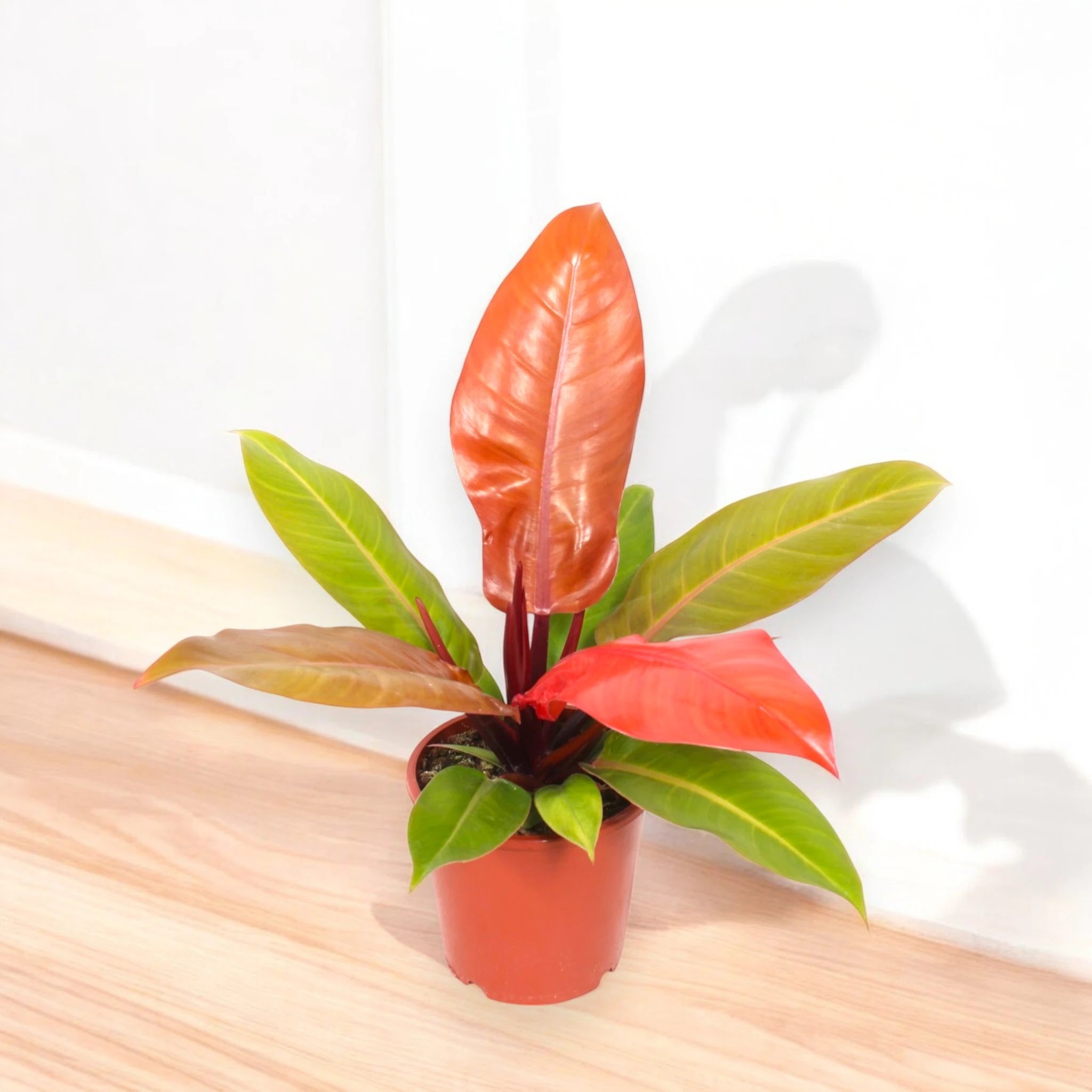 Philodendron 'Prince of orange'