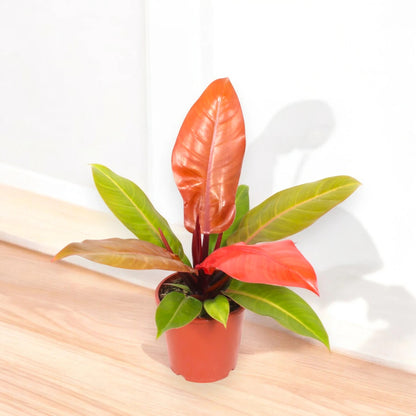 Philodendron 'Prince of orange'